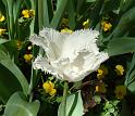 Tulip fringed white 